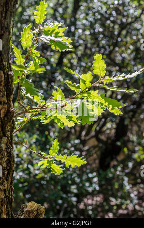 FORET DE STE BAUME, CHENE BLANC, VAR 83 FRANCIA Foto Stock