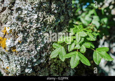 FORET DE STE BAUME, LICHEN ET ERABLE DE MONTPELLIER, VAR 83 FRANCIA Foto Stock