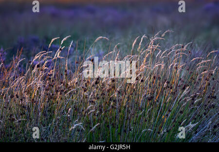 Erba selvatica sulla brughiera bagnata in tarda serata la luce nella tarda estate a Cannock Chase Area di straordinaria bellezza naturale Foto Stock