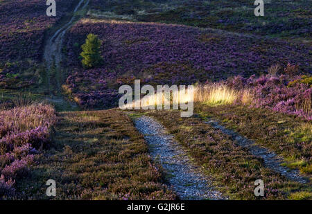 Sentieri widing attraverso Cannock Chase Area di straordinaria bellezza naturale con Erica in fiore attraverso la brughiera di fine estate Foto Stock