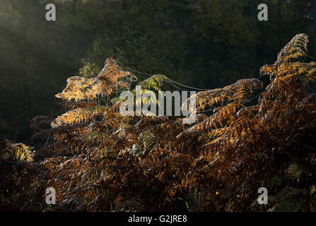 Wild felci splendide golden fronde retro illuminato in autunno Cannock Chase Area di straordinaria bellezza naturale Staffordshire Foto Stock