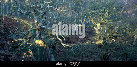 La luce del mattino cade su vecchi alberi di quercia in un antico bosco di querce un ex tenuta di caccia reale medievale forest Foto Stock