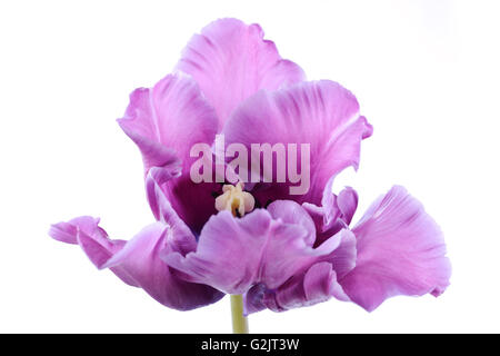 Tulipa 'Blue Parrot' Tulip Parrot Gruppo Aprile Foto Stock