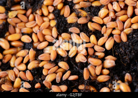 Lepidium sativum Garden cress semi seminati sul compost Aprile Foto Stock