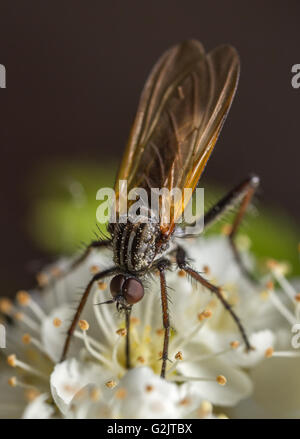 La danza volare (Empis tessellata) alimentazione su rowan blossom. Foto Stock