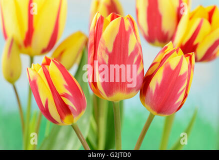 Tulipa 'Colore spettacolo" Multi-fiorito tulip singolo gruppo di fine aprile Foto Stock