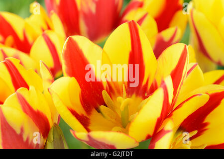 Tulipa 'Colore spettacolo" Multi-fiorito tulip singolo gruppo di fine aprile Foto Stock