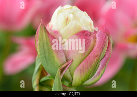 Tulipa Gelato Tulip doppio gruppo di fine aprile Foto Stock