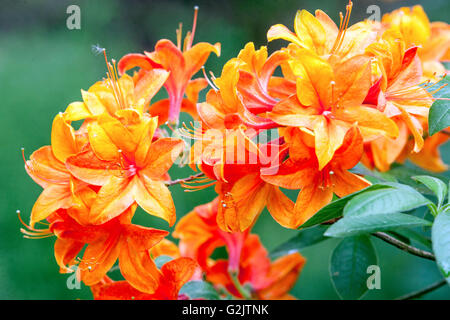 Rhododendron "Harlequin', fiori d'arancio, close up Foto Stock