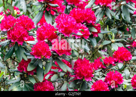 Rhododendron 'Vilem Heckel', rosso arbusto a fioritura Foto Stock