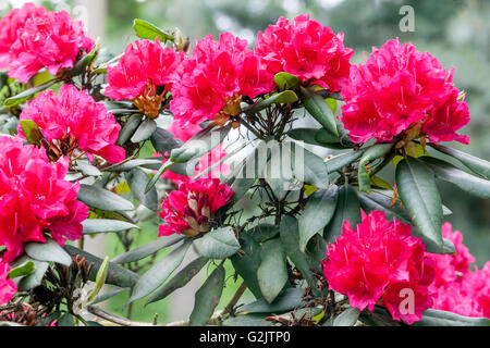 Rhododendron 'Vilem Heckel', rosso arbusto a fioritura Foto Stock