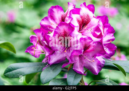 Rhododendron "Hans Hachmann', fioritura Foto Stock