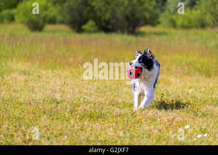 Cane con la sfera Foto Stock