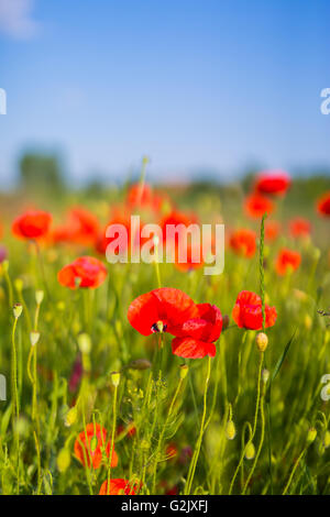 Bella vivid moody campo di papavero Foto Stock