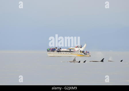 Orca balene, Orcinus orca, e whale watching fuori dall'Isola di Vancouver vicino a Victoria, BC, Canada Foto Stock