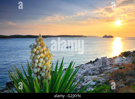 Tramonto sulla isola di Hvar con belle palme di Yucca in fiore in Croazia Foto Stock