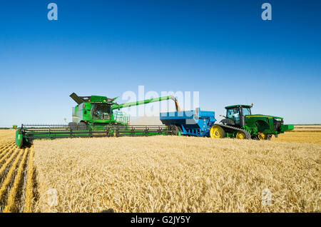 Una mietitrebbia di raccolti di grano di inverno durante lo scarico in un carro del grano (un carrello per granella) su andare vicino a Niverville Manitoba Canada Foto Stock