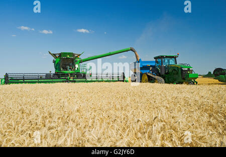 Una mietitrebbia di raccolti di grano di inverno durante lo scarico in un carro del grano (un carrello per granella) su andare vicino a Niverville Manitoba Canada Foto Stock