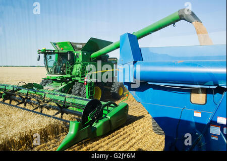 Una mietitrebbia di raccolti di grano di inverno durante lo scarico in un carro del grano (un carrello per granella) su andare vicino a Niverville Manitoba Canada Foto Stock