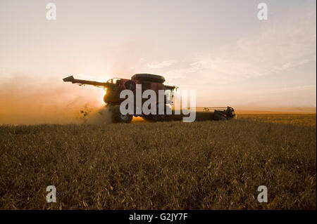 Una mietitrebbia lavora nel campo del campo giallo piselli vicino a Winnipeg, Manitoba, Canada Foto Stock