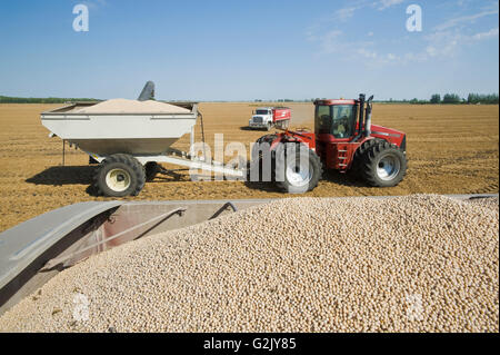 Campo giallo piselli nel retro di una fattoria carrello durante il raccolto di grano trattore rimorchio in background vicino a Winnipeg Manitoba Canada Foto Stock