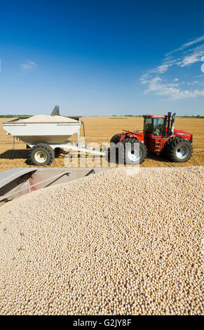 Campo giallo piselli nel retro di una fattoria carrello durante il raccolto di grano trattore rimorchio in background vicino a Winnipeg Manitoba Canada Foto Stock