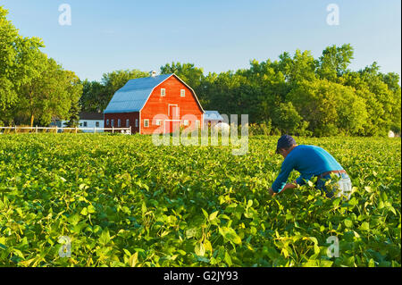 Uomo in campo di soia con granaio rosso in background, Grande Pointe, Manitoba, Canada Foto Stock