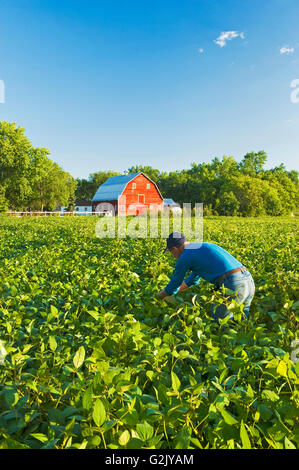 Uomo in campo di soia con granaio rosso in background, Grande Pointe, Manitoba, Canada Foto Stock