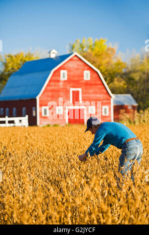 Uomo maturo in campo di soia con granaio rosso in background, Grande Pointe, Manitoba, Canada Foto Stock