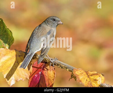 Un dark-eyed Junco, Junco hyemalis, appollaiato su un ramo la caduta in Saskatchewan, Canada Foto Stock