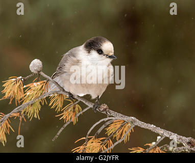 Il grigio jay (Perisoreus canadensis), grigio anche jay, Canada jay o jack whiskey Foto Stock