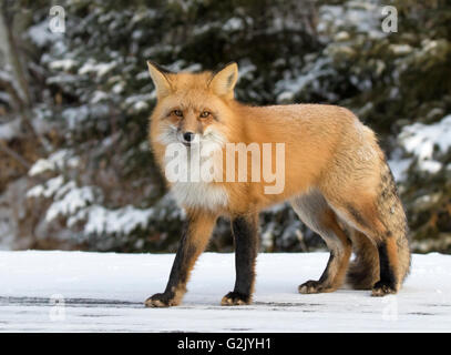 La volpe rossa, (Vulpes vulpes vulpes), è la più grande del vero le volpi e i più abbondanti wild membro dell'Carnivora Foto Stock