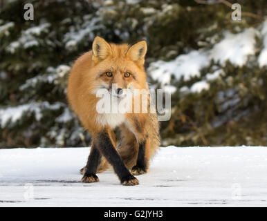 La volpe rossa, (Vulpes vulpes vulpes), è la più grande del vero le volpi e i più abbondanti wild membro dell'Carnivora Foto Stock