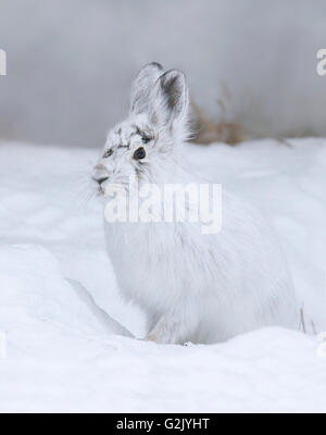 Escursioni con le racchette da neve (lepre Lepus americanus), chiamato anche la lepre variabile o con le racchette da neve di coniglio, è una specie di lepre trovata in America del Nord Foto Stock