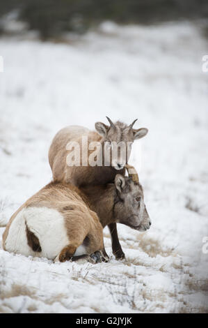 Pecora, agnello, Femmina, Bighorn, Ovis canadensis, montagne rocciose, Alberta, Canada Foto Stock