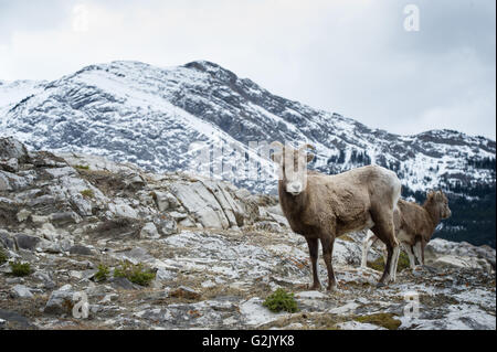 Femmina, pecora, Bighorn, Ovis canadensis, montagne rocciose, Alberta, Canada Foto Stock