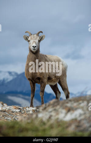 Pecora, Femmina, Bighorn, Ovis canadensis, montagne rocciose, Alberta, Canada Foto Stock