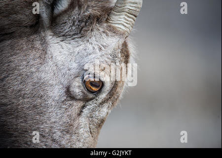 Femmina, pecora, Bighorn, Ovis canadensis, montagne rocciose, Alberta, Canada Foto Stock