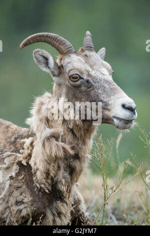 Pecora, Femmina, Bighorn, Ovis canadensis, montagne rocciose, Alberta, Canada Foto Stock