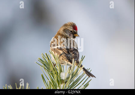 Acanthis flammea, comune Redpoll, British Columbia, Canada Foto Stock