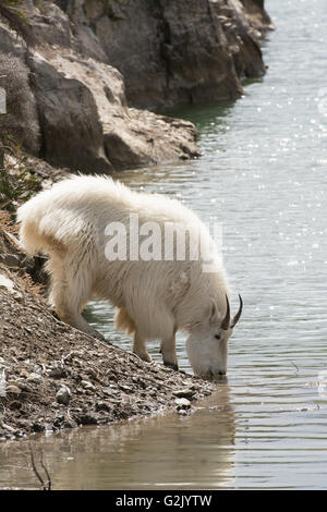 Oreamnos americanus, capre di montagna, montagne rocciose, Alberta Foto Stock