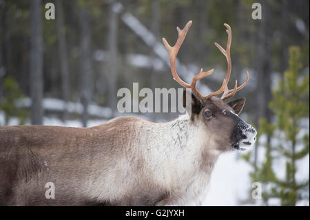 Rangifer tarandus caribou, terreno boscoso dei caribù, boreale, British Columbia, Canada Foto Stock