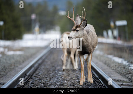 Odocoileus hemionus mule deer, buck, maschio, Alberta, Canada montagne rocciose, rampa, treno, le vie Foto Stock