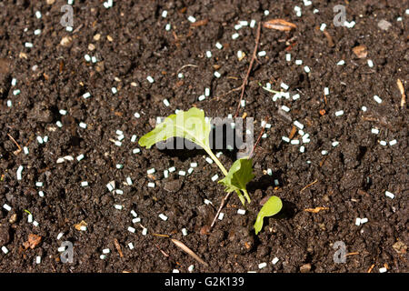 Lombrico comune lombrico terrestris Worm segmentata Foto Stock