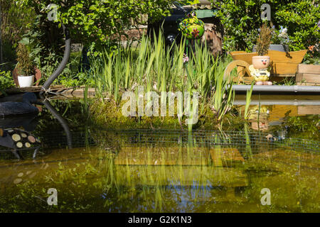 Giardino naturale con un laghetto in estate europea Ninfea Bianca (Nymphaea alba), Viola Loosestrife (Lythrum salicaria) Foto Stock