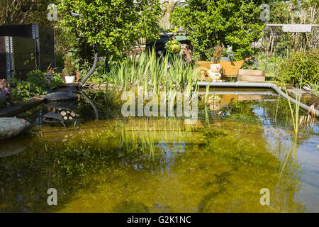 Giardino naturale con un laghetto in estate europea Ninfea Bianca (Nymphaea alba), Viola Loosestrife (Lythrum salicaria) Foto Stock