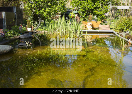 Giardino naturale con un laghetto in estate europea Ninfea Bianca (Nymphaea alba), Viola Loosestrife (Lythrum salicaria) Foto Stock