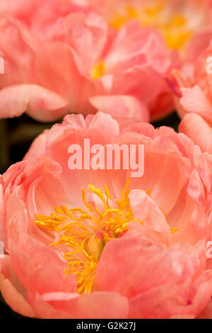 Rosa peonia al RHS Chelsea Flower Show 2016 Foto Stock