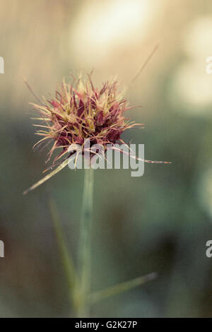 Fiore pungenti al RHS Chelsea Flower Show 2016 Foto Stock