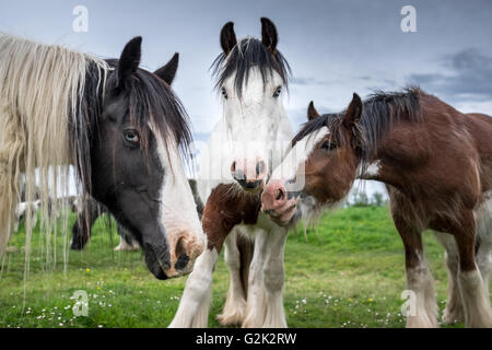 Tre bellissimi cavalli femmina mares salutare il fotografo in una fattoria in Cambridgeshire, Inghilterra. Foto Stock